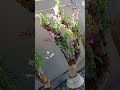 SPECIAL EDITION ANGGREK DENDROBIUM ISTOMEWA DENGAN KAYU FOSIL YG TAHAN PULUHAN TAHUN