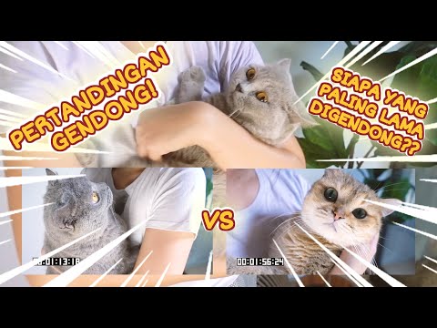 Video Kucing Lucu! Siapa Yang Paling Tahan Digendong? Cia Muffin atau Koca?