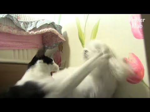 Cat Overtakes The House And Owners With Her Punches But..! (Part 2) | Kritter Klub