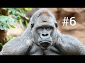 Gorilla de montaña| Animales en vía de extinción #6
