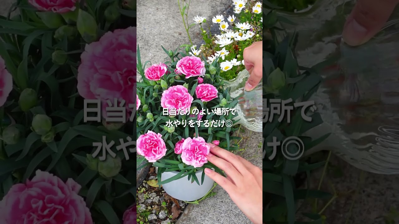 カーネーションオルフィカ【母の日お届け】 - 食品通販のベルーナ