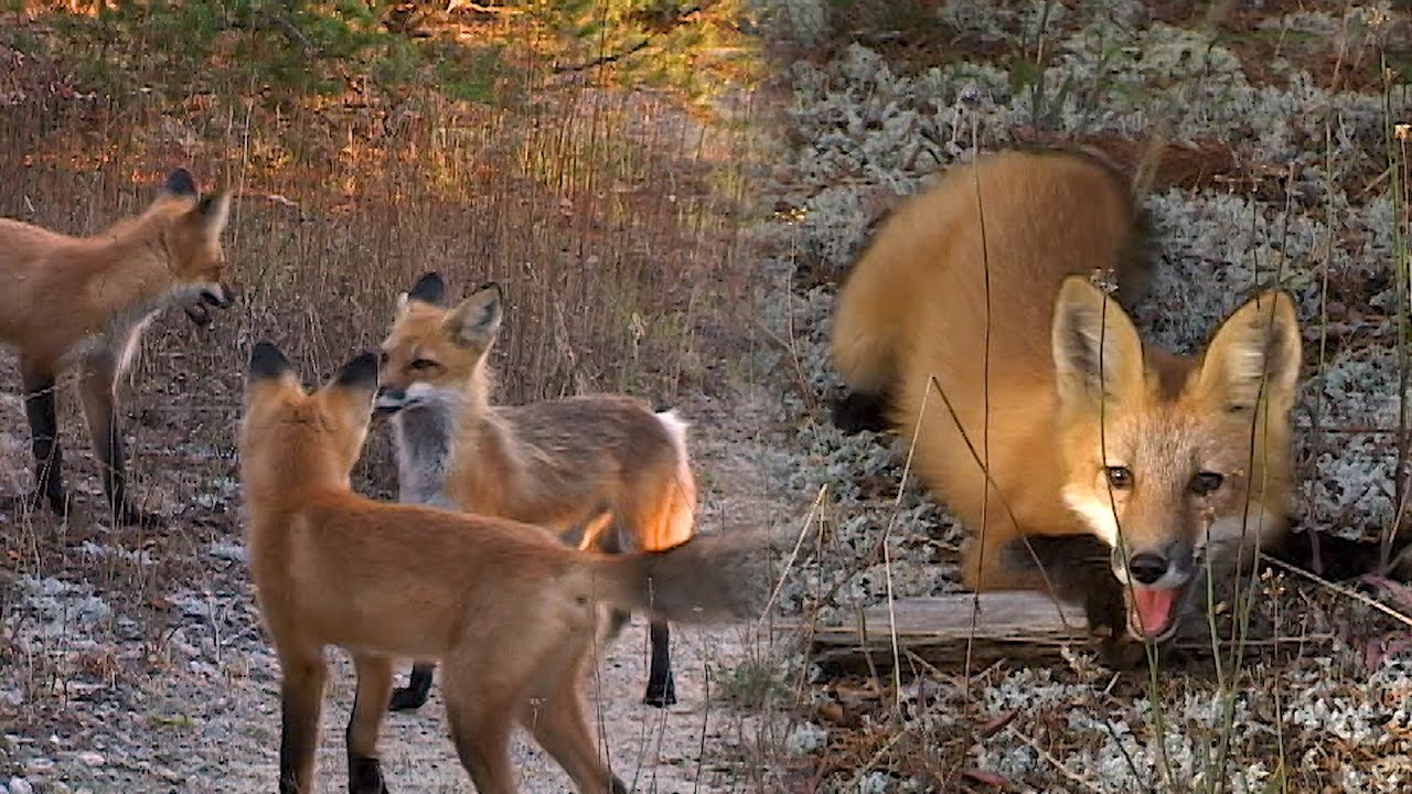 AU PAYS DU LOUP avec Gisèle Benoit, Épisode 22 – Sur la trace des Manitous