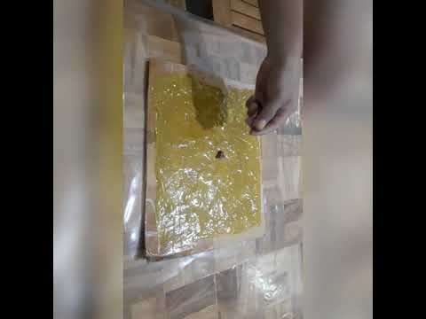 HOMEMADE RAT TRAP USING GLUE AND CARTON