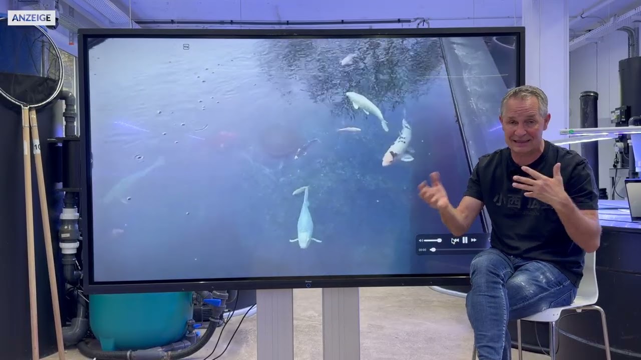 Scheuern sich die Koi wegen Parasiten? | Modern Koi Blog #8102