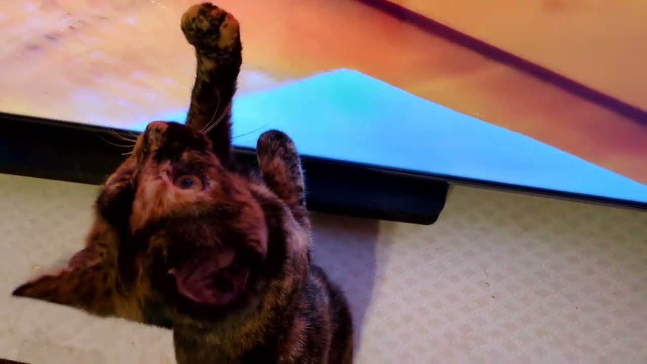 White Shadow Watches Monarch Learn to Play Fetch from White Shadow!