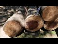 Hickory slabbing Hickory slabbing