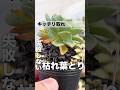 失敗しない枯葉とり　キッチリ綺麗にお掃除しよう　#succulent #多肉植物 #エケベリア #モキモキ