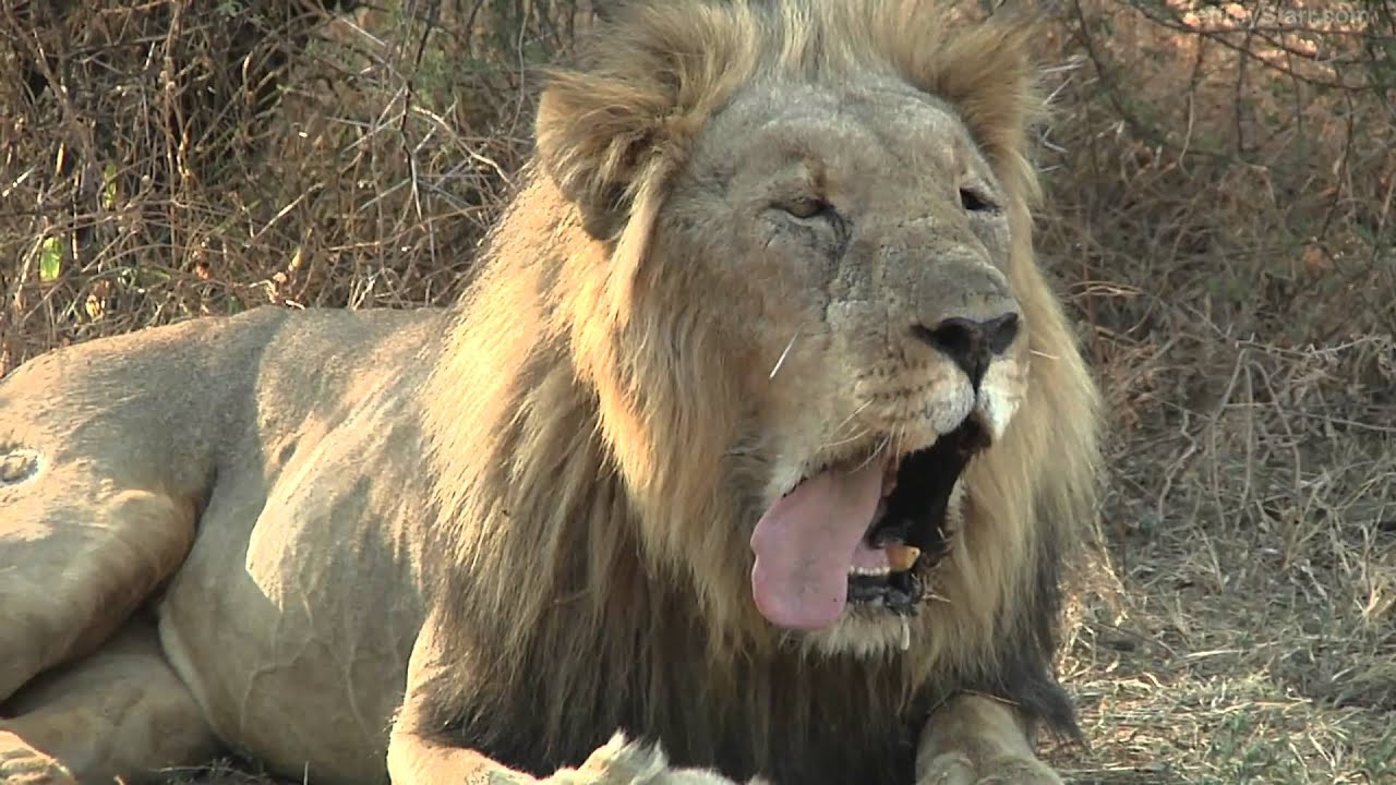 MADIKWE: Place of Blood (in 1080p HD)