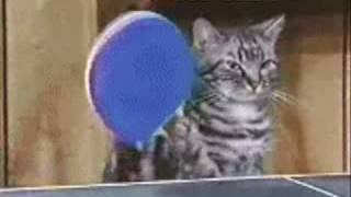 Cats Ping Pong