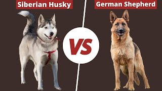 Husky Vs German Shepherd  - IN THE STREET OF CONFRONT?