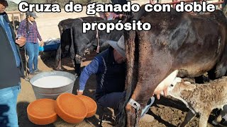 El mejor Queso añejo, en el rancho El Colorado 👌🥛🐄