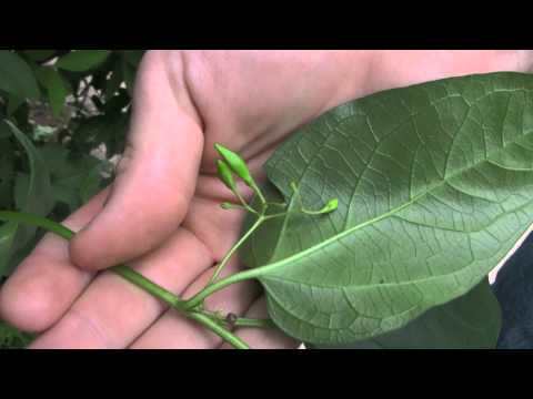 Black Swallow-Wort, identification of the Wisconsin Invasive Species Vincetoxicum nigrum