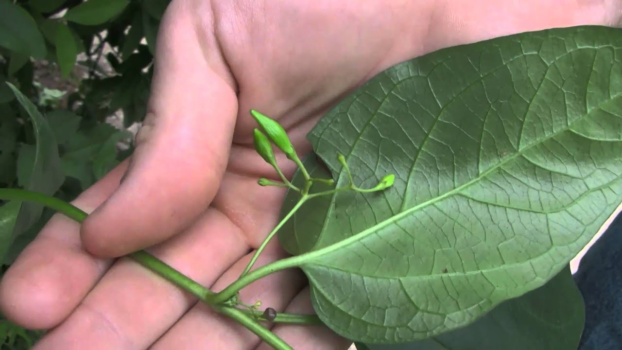 Black Swallow-Wort, identification of the Wisconsin Invasive Species  Vincetoxicum nigrum