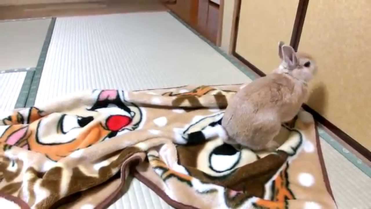 うさぎが飛び跳ねる 体をひねりながらジャンプする 意味は どう対応すべき うさぎが飛び跳ねる 体をひねりながらジャンプする 意味は どう対応すべき