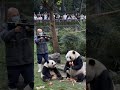 Cute Panda #panda #pandas #aipanda #animals #viral #shorts #youtubeshorts #cute #cutepanda #trending