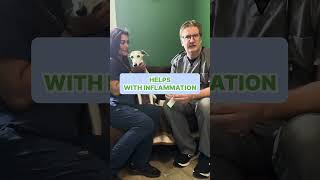 ACUPUNCTURE TREATMENT AT SPRINGFIELD VET