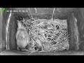 Barn Owl Nest Box - Live Stream - Daytime - 16th May