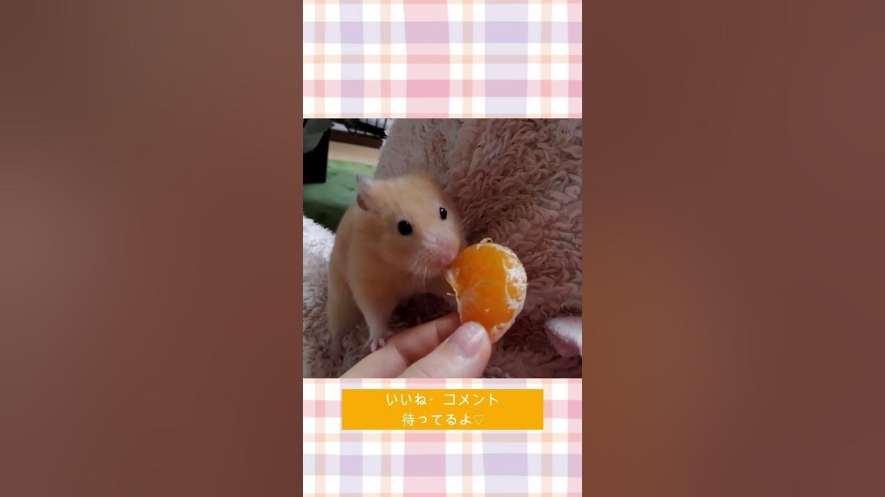 【懐きすぎハムスター】みかん大好きチーズくん♡ 可愛い癒し #shorts - Maxres2