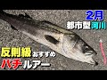【80up降臨‼︎】超バチ特化！シーバスおすすめ反則級バチルアー‼︎