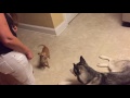 Chihuahua and Husky howling