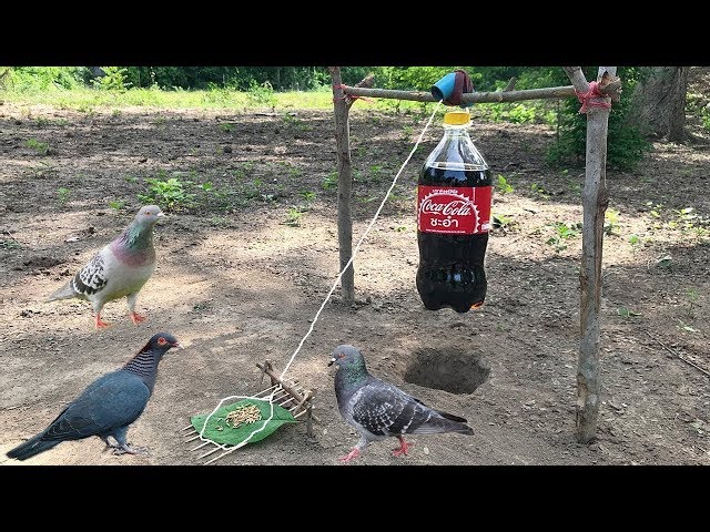 Piège à oiseaux en utilisant 1,5 L Coca Cola - Comment faire un piège à  oiseaux !!! 