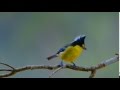 黃山雀-台灣特有種的高山鳥
