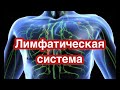 Лимфатическая система. Строение и значение. Что такое лимфа? Как образуется лимфа