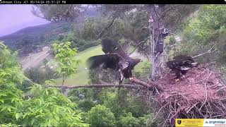 JC24 and JC23 exercise their wings and learn to catch prey ETSU Eagle Cameras Johnson City Cam 1