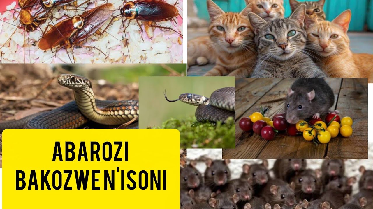 NTA MBEBA IZAGERA IWAWE: N'ABAROZI NTIBAZI AHO NAKUYE IRI BANGA#UMUTI