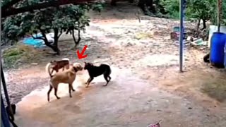 Stray dog attacks Labrador and pays the price!!! by Paws Channel 198,368 views 2 months ago 6 minutes, 13 seconds