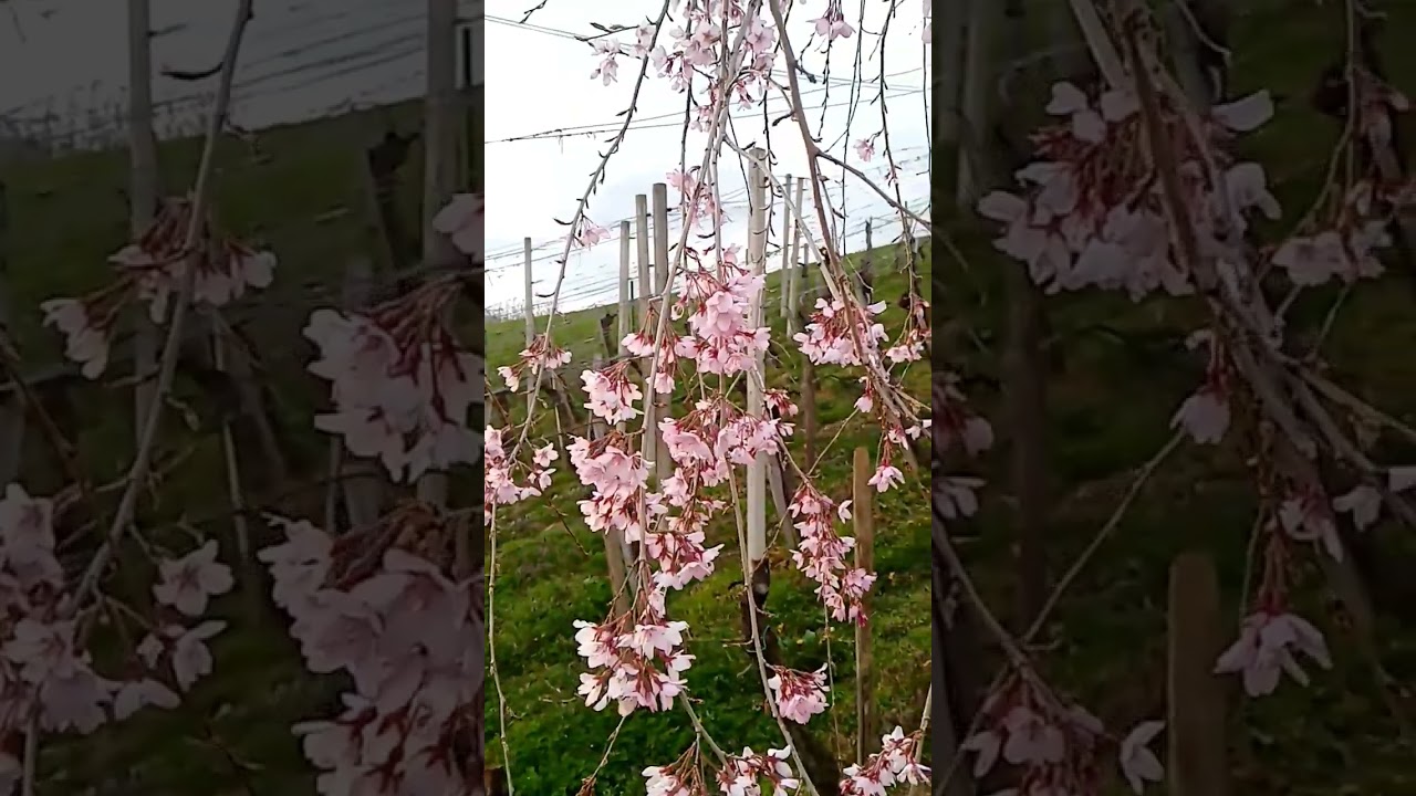 Prunus subhirtella - Pendula blooming 🌸 