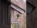 Tiny Birds Feeder 4K | Blue Tit Hops In, Sparrow Takes Over – Relaxing Nature