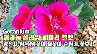 #초록멋쟁이 #봄날🌸 Geranium, 플라워 페어리 벨벳 강전지.삽목.잎꽂이.물꽂이.순집기.꽃보기