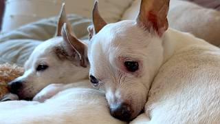 Senior dog lonely for long time finds friend that looks just like him