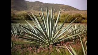 Mezcal 101-30SecondSomm