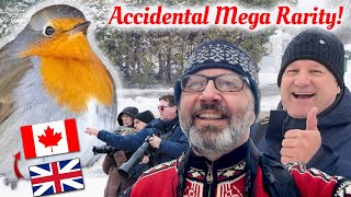 Download Lagu BAD STORM=AMAZING BIRD—1st Canadian Record! Montreal European Robin: NEWFOUNDLAND BIRDING PART 1 MP3