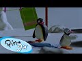 Pinga Sleepwalks into the Snow 🐧 | Pingu - Official Channel | Cartoons For Kids