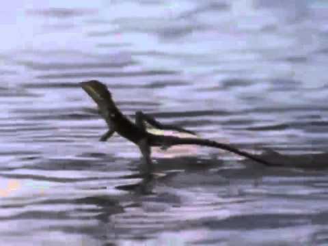 Wideo: Bazyliszek: jaszczurka, która chodzi po wodzie