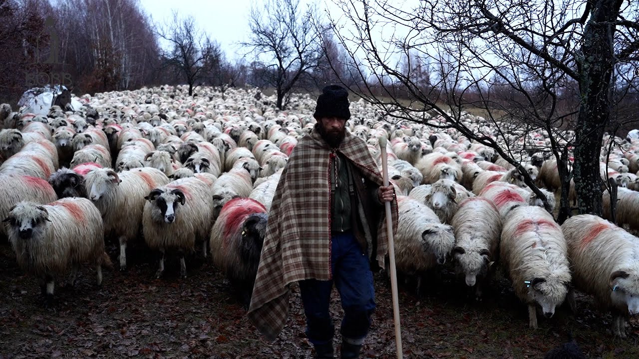 Transhumanța de iarnă cu Marinel Ciobănașu' | Reacția câinilor când dau de urmă proaspătă de LUP