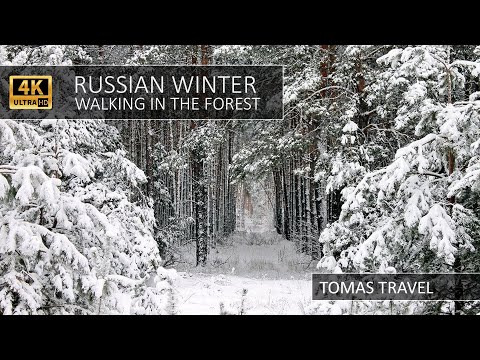 WALKING RUSSIA WINTER FOREST 4K - ПРОГУЛКА ПО ЗИМНЕМУ ЛЕСУ В 4K