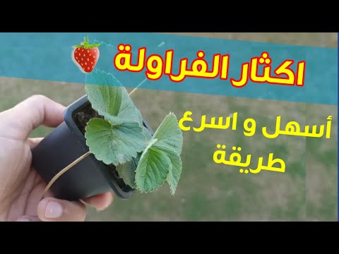 اكثار نبات الفراولة بأسهل طريقة بواسطة المدادات، Growing strawberry plant