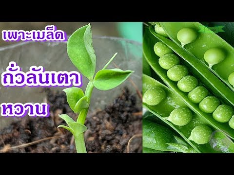 Pisum sativum | วิธีเพาะเมล็ดถั่วลันเตาหวาน ซื้อมากิน แบ่งไว้ปลูก