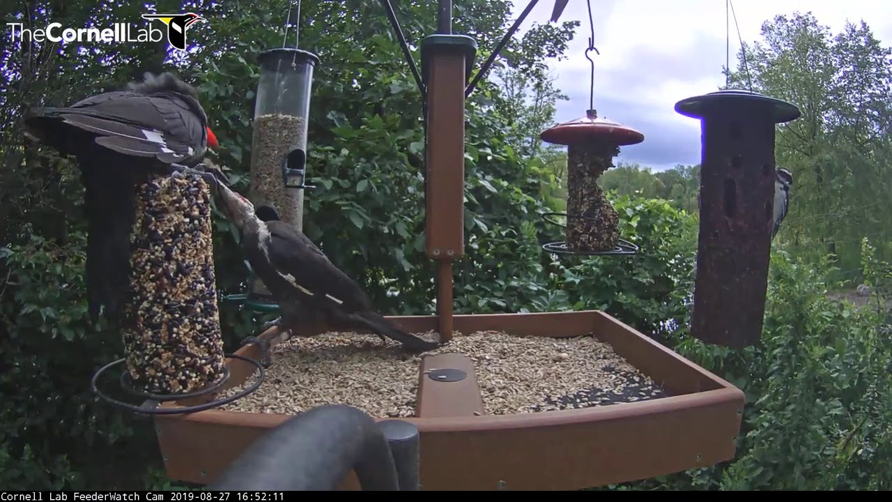 Adult Pileated Woodpecker Feeds Juvenile At Cornell Feeders Aug