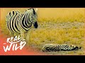 Mother Zebra Stands By Her Calf In It's Final Moments | Nature's Babies | Real Wild