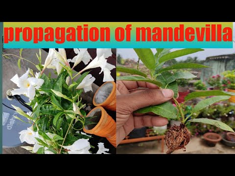 How To Propagate Mandevilla Plant