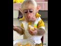 Elegant dried rice monkey! Proficient in using a fork to eat sweet melons 😋