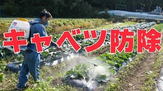 6/3　キャベツ防除とヤ○マー最新田植え機？＃392