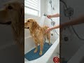 Your Dog HATES Baths? Watch THIS! (No More Struggles!)