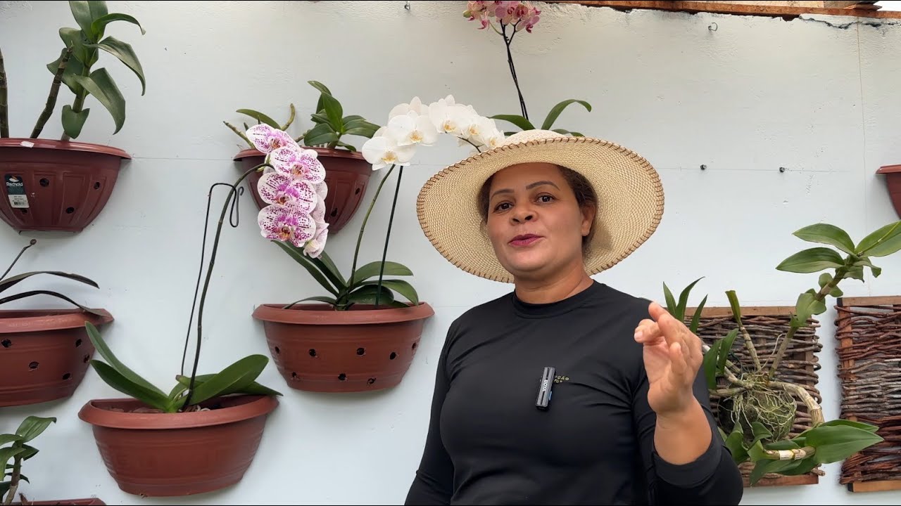 O MELHOR ADUBO PRA ORQUÍDEA FLORESCER O ANO INTEIRO