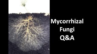 Do You Need to Buy or Gather Mycorrhizal Fungi?